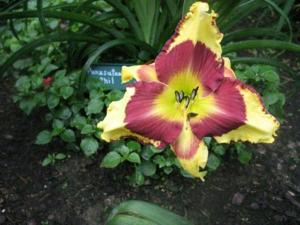 Punxsutawny Phil (Trimmer, 2003)